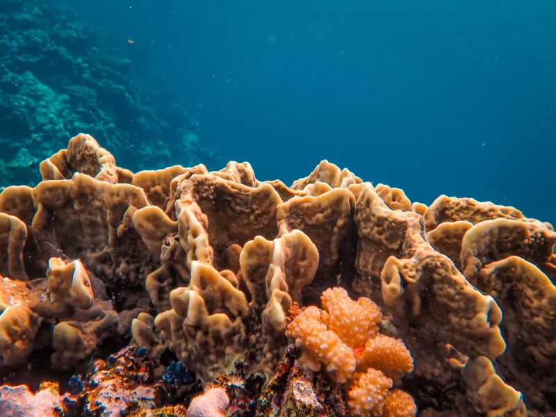 From the Lab to the Lobby: How One Marine Biologist Turned Ocean Gaming Into a Conservation Lifeline