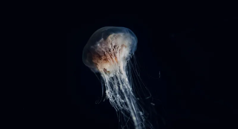Same Ocean, New Depths: The Clever Design Trick That Makes Every Spin Feel Like a First Dive